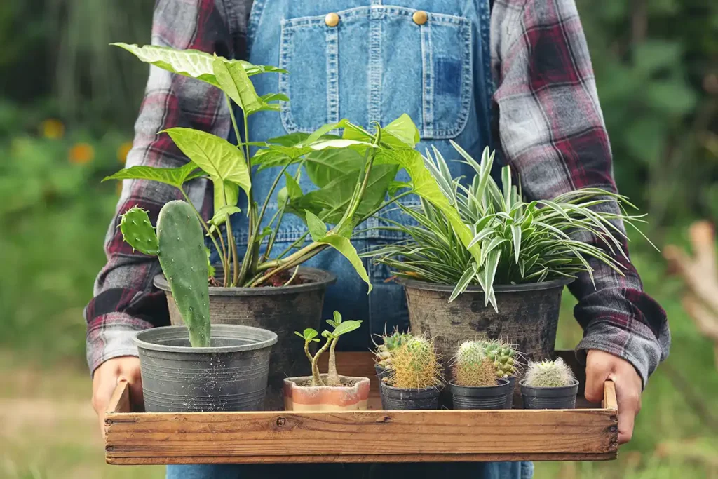 Productos clave para nutrir las plantas del jardín