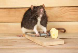 Control de plagas: roedores y ratas - Limpiezas Biok